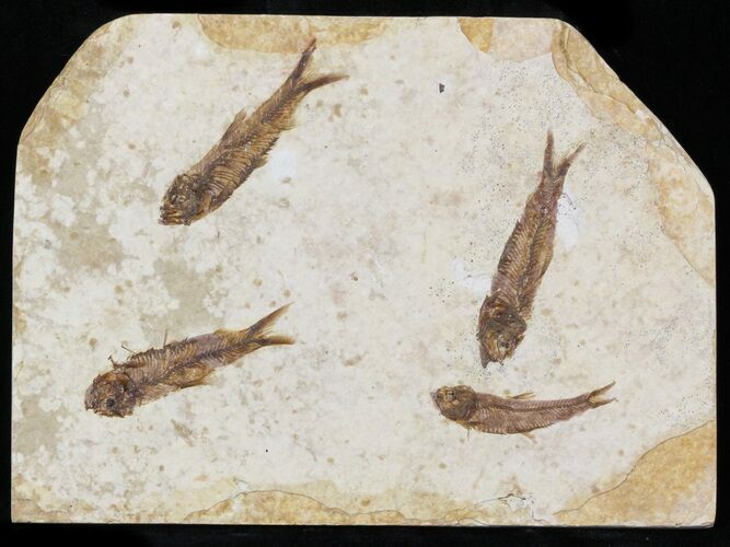 Fossil Fish (Knightia) Multiple Plate - Wyoming #31835